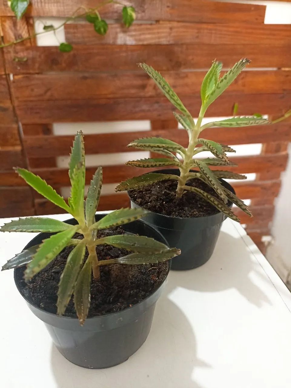 Vendo mudas de aranto - Foto 4