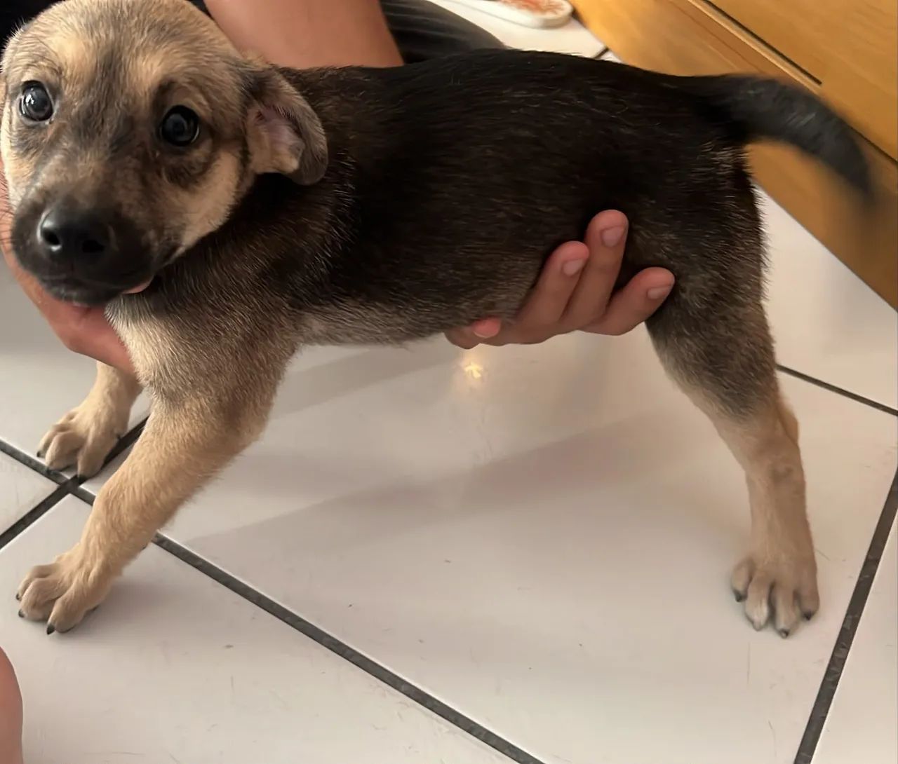 Adoçao de pets - Foto 2