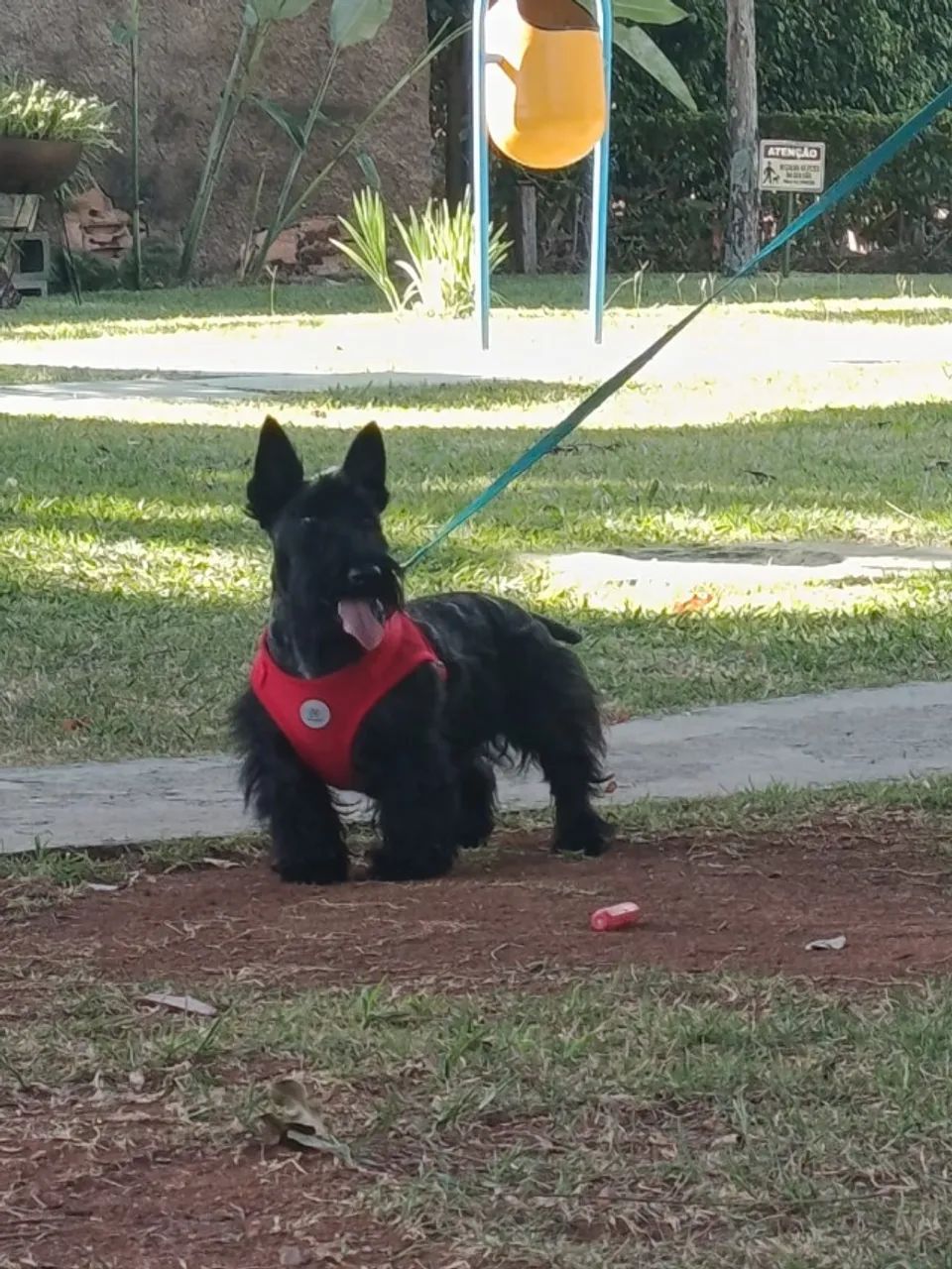 scottish terrier - Foto 2