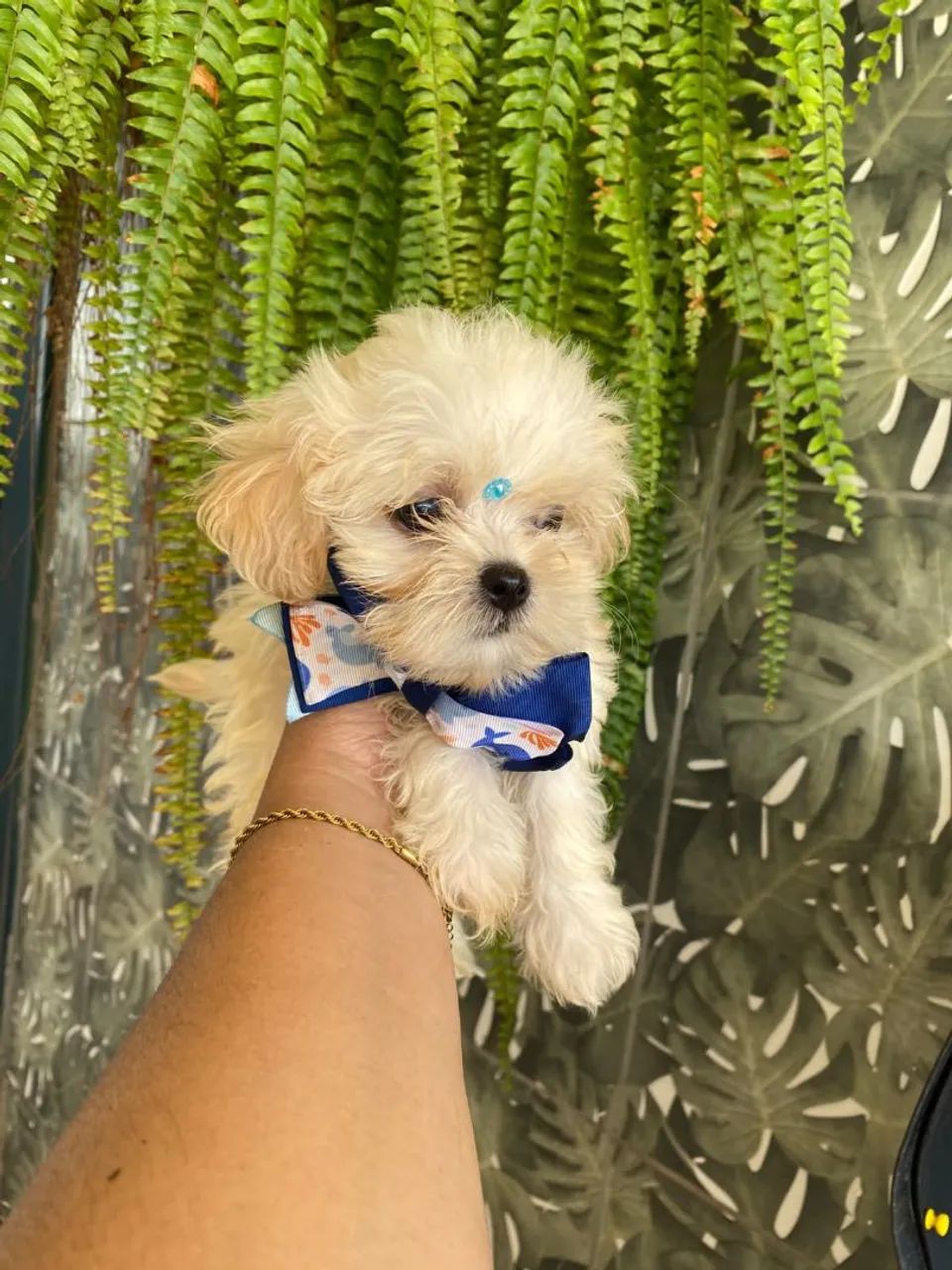 Lhasa apso - Foto 3