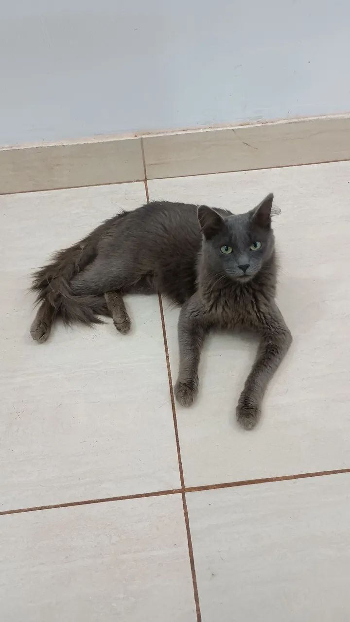 Gato macho 
