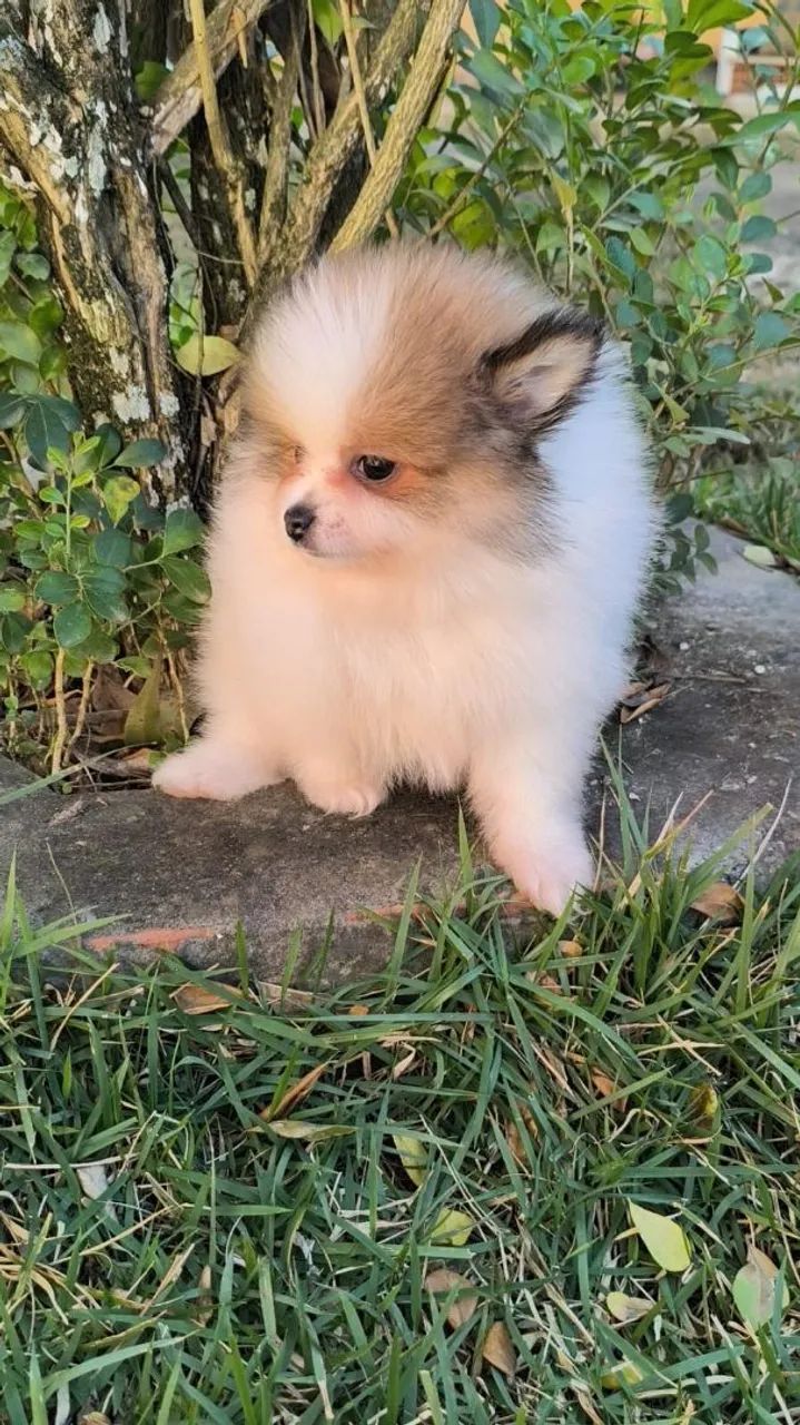 Spitz alemão  - Foto 4