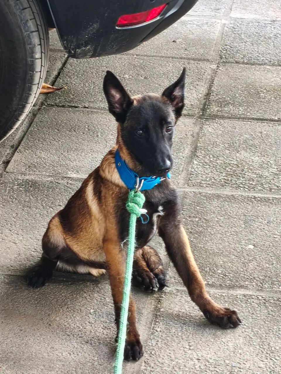 Belga malinois 