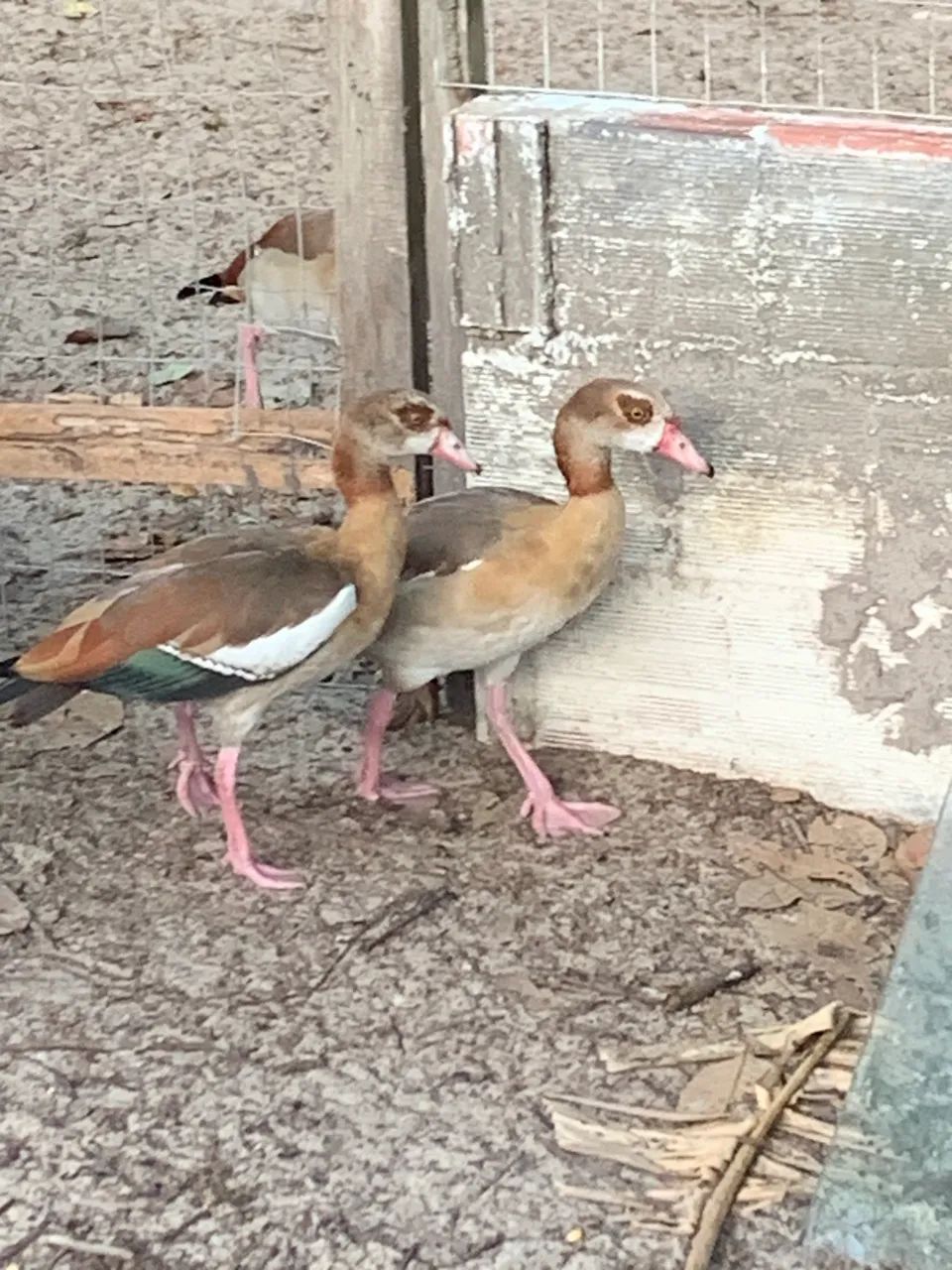 Casal de ganso do Egito 