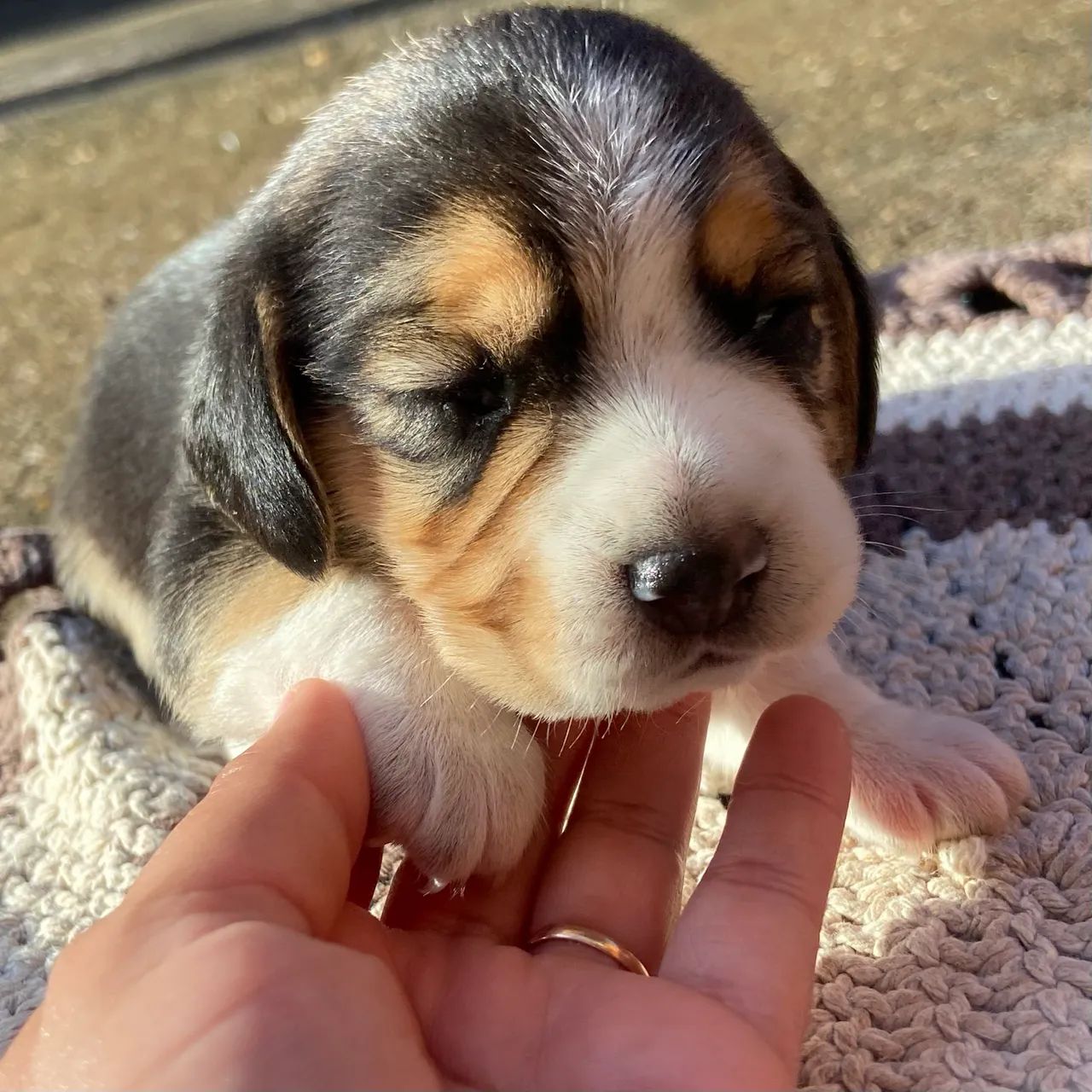 ?Filhote Beagle? - Foto 3
