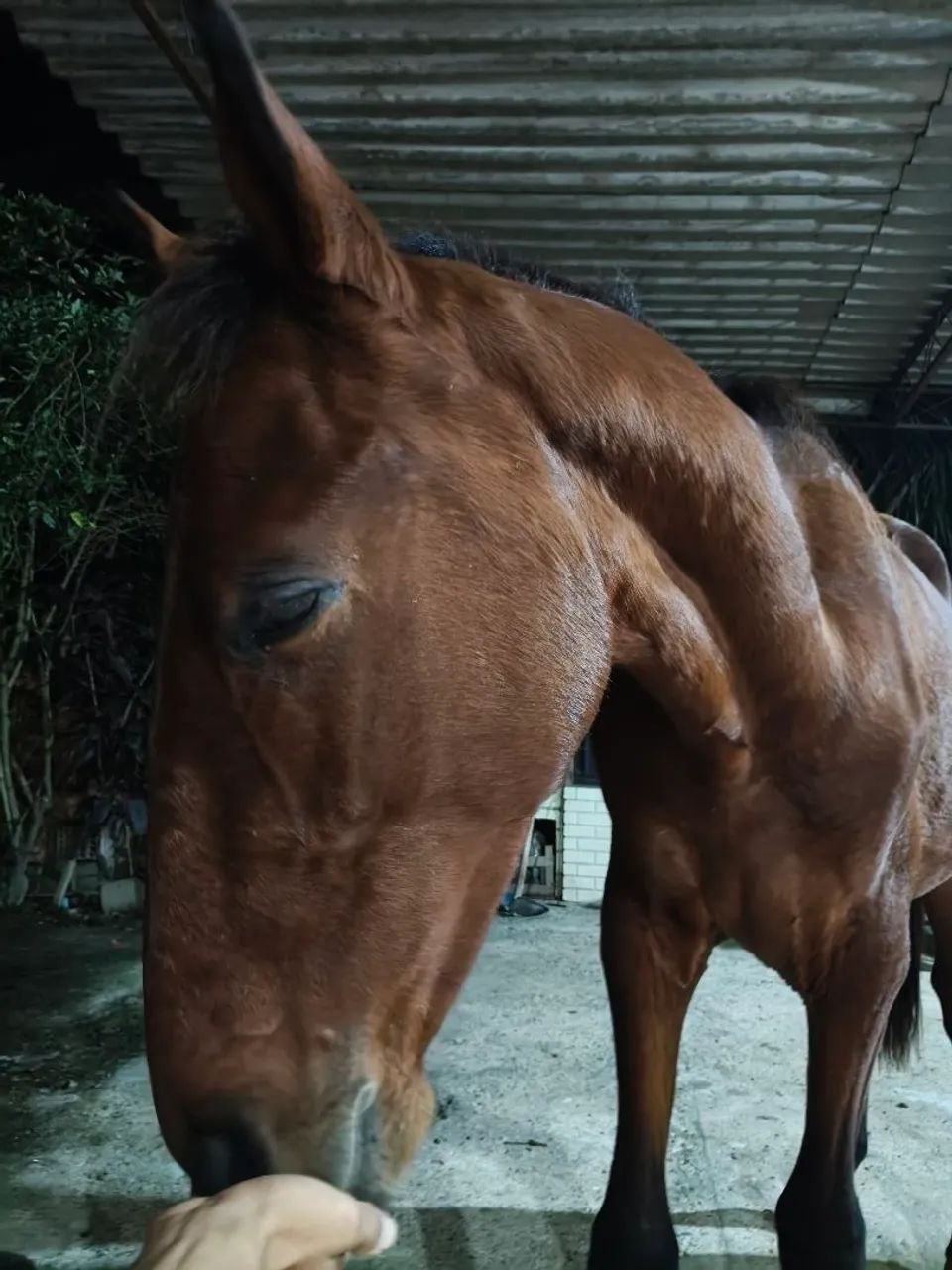 Cavalo ( potro) - Foto 3