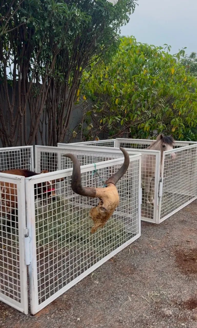 Mini animais para eventos