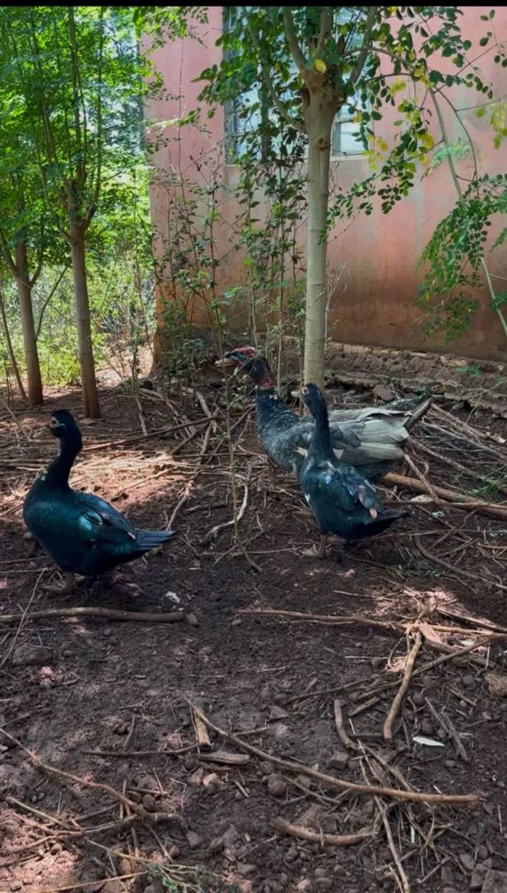 1 pato macho e duas fêmeas  - Foto 2