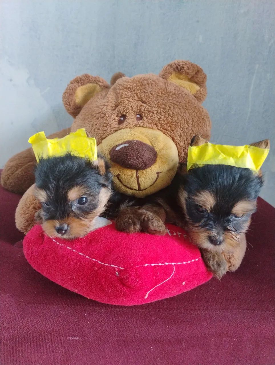 Yorkshire micro terrier - Foto 3
