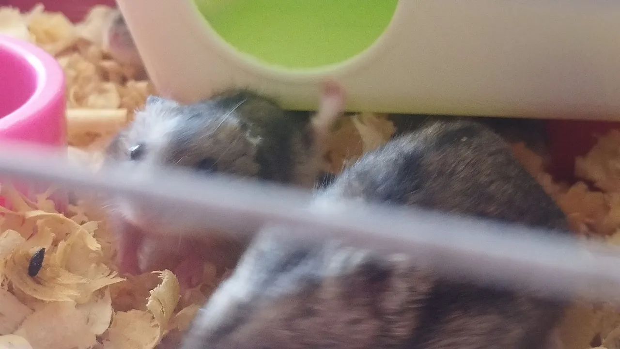 Hamsters anão russo  - Foto 5