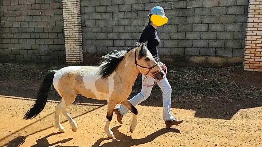 Pônei garanhão pampa - Foto 3
