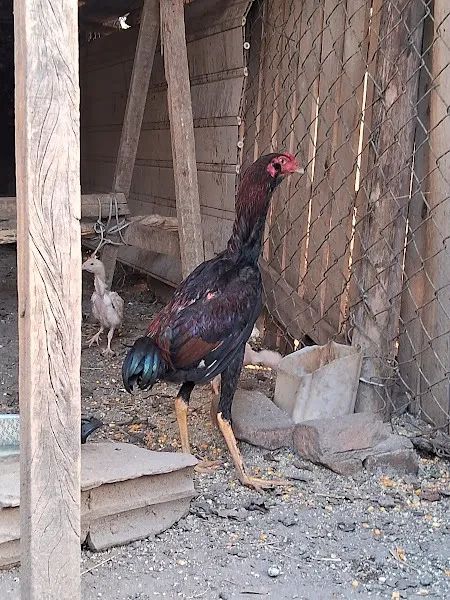 Frango Indio Barbudo