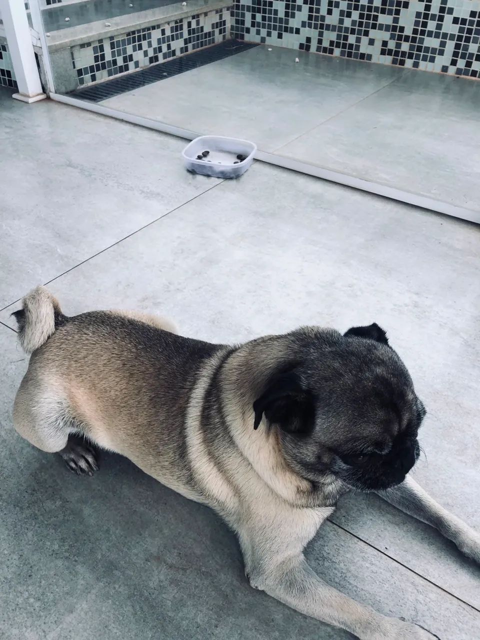 Pug macho  - Foto 5