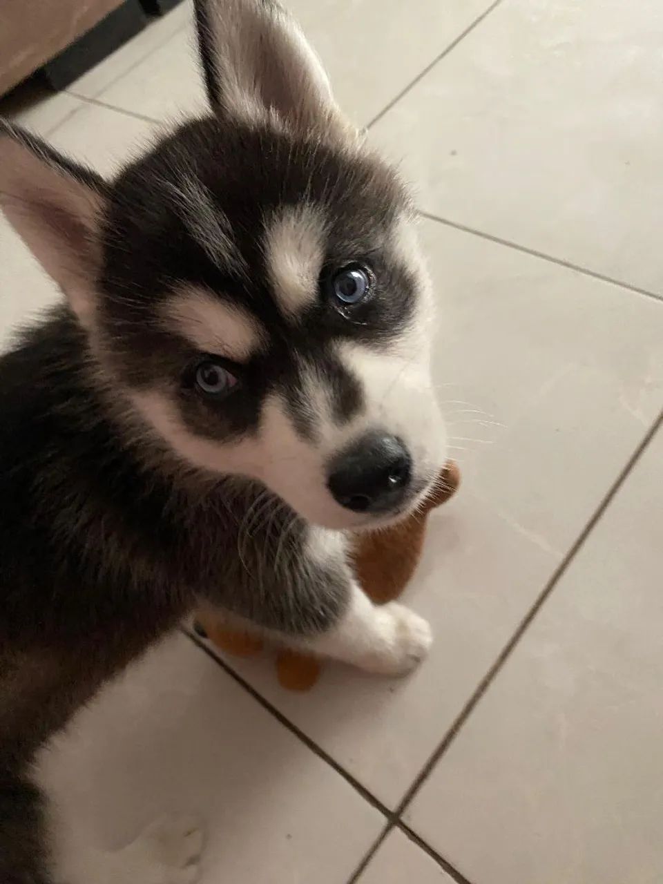 Husky  - Foto 2