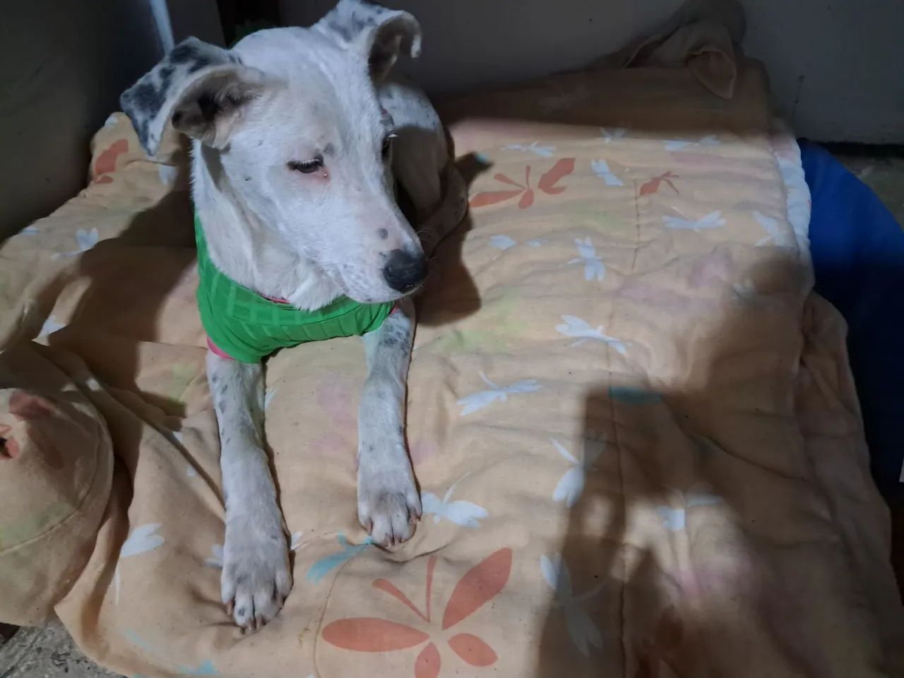 Cão encontrado - Foto 3