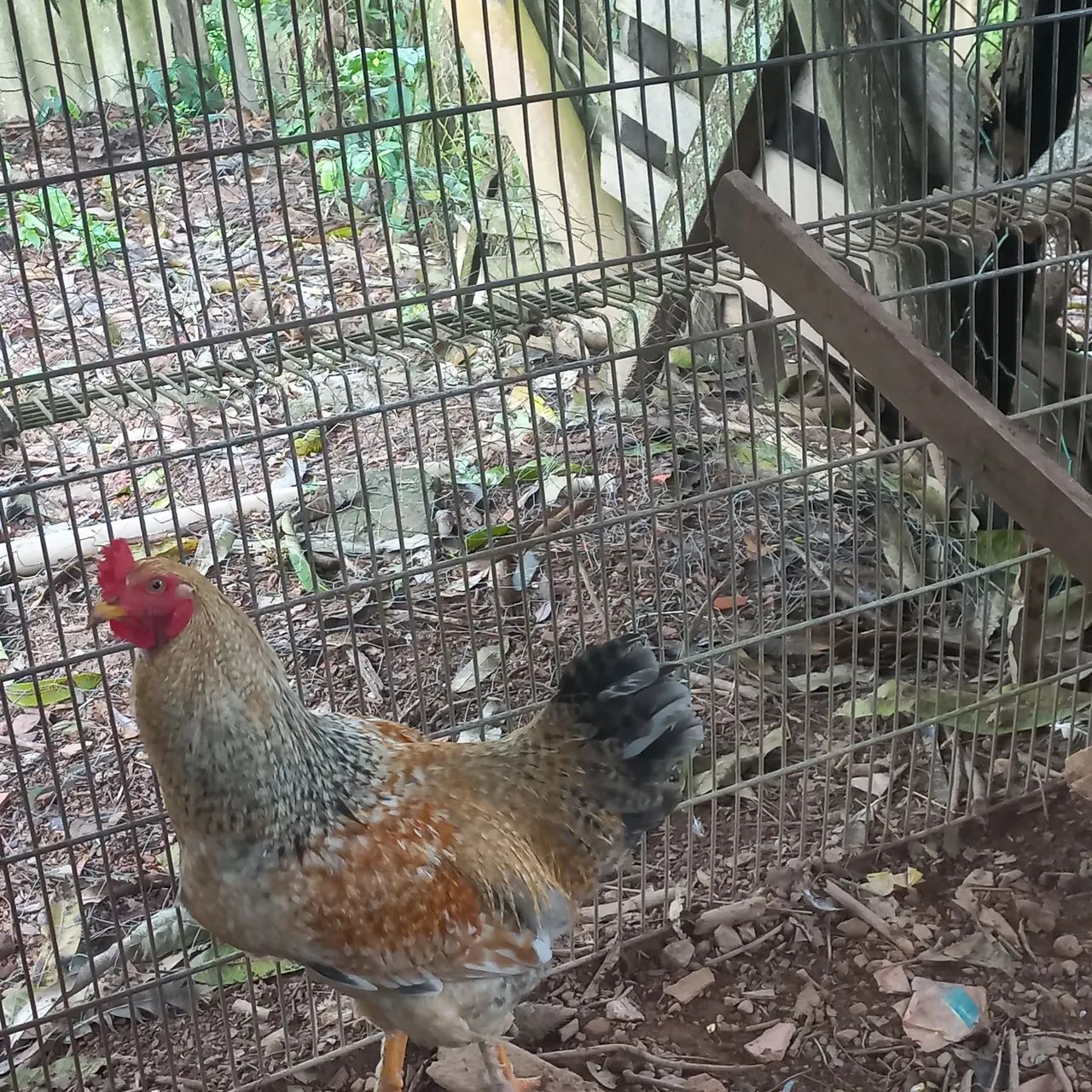 Frango caipira - Foto 2