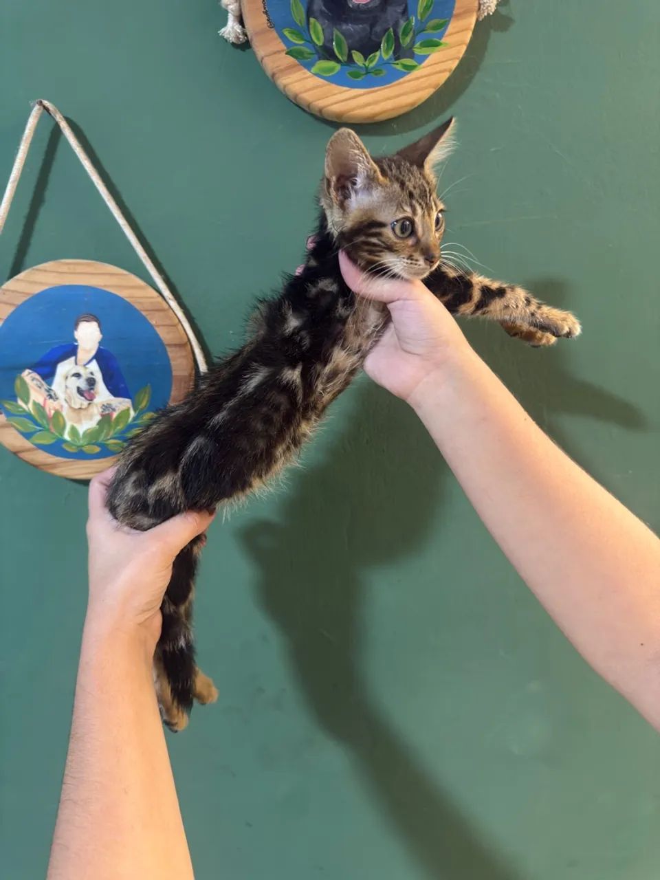 Bengal  - Foto 2