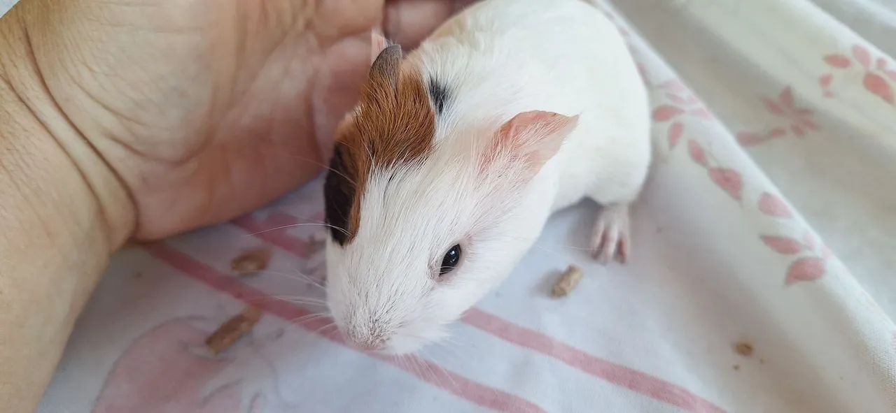 Porquinho da india femia filhote - Foto 5