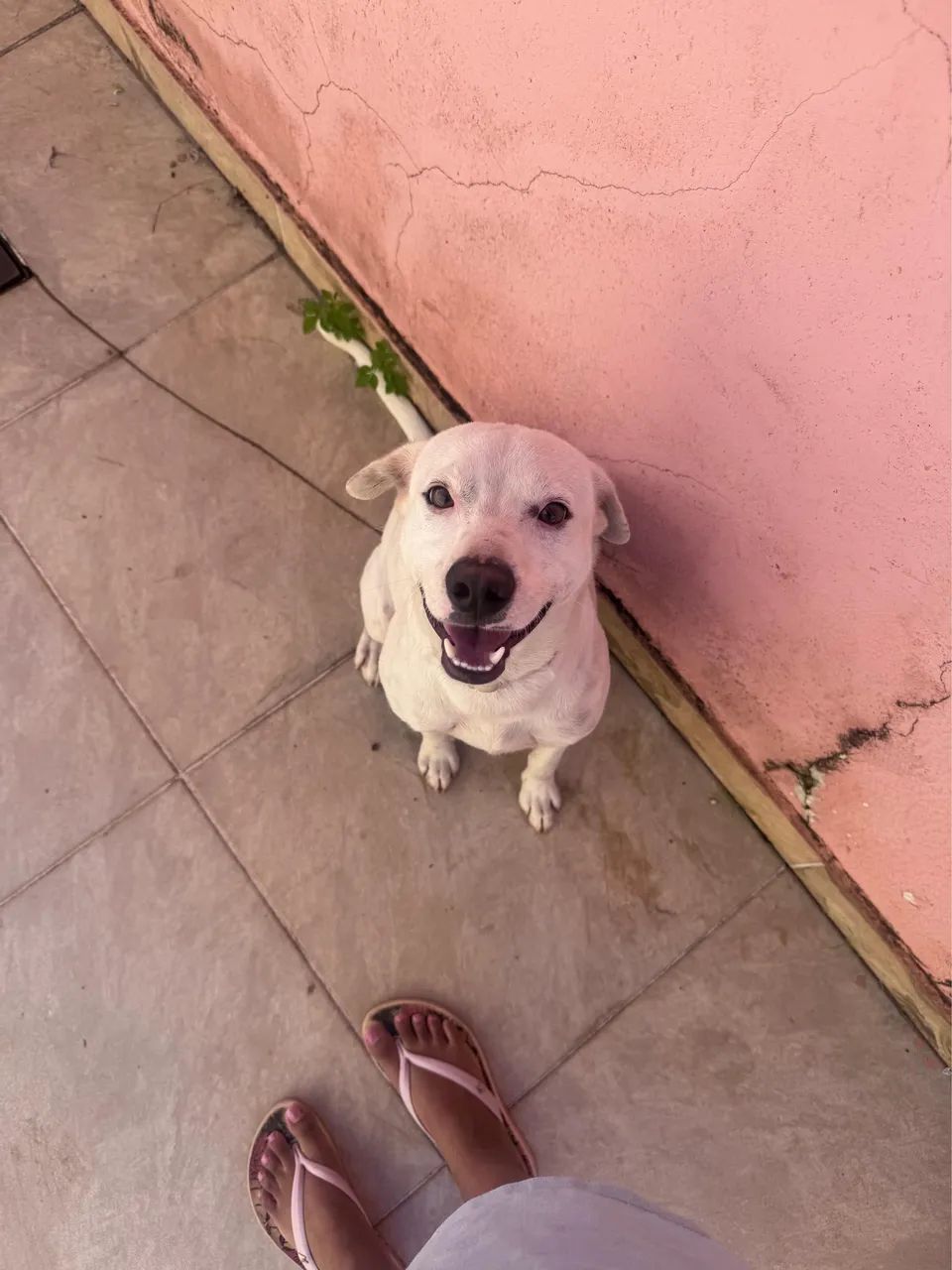 Cachorro pra adoção - Foto 4
