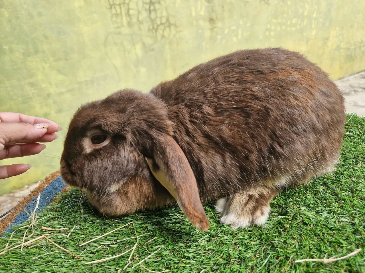 Lindos mini lops super dócil  - Foto 3