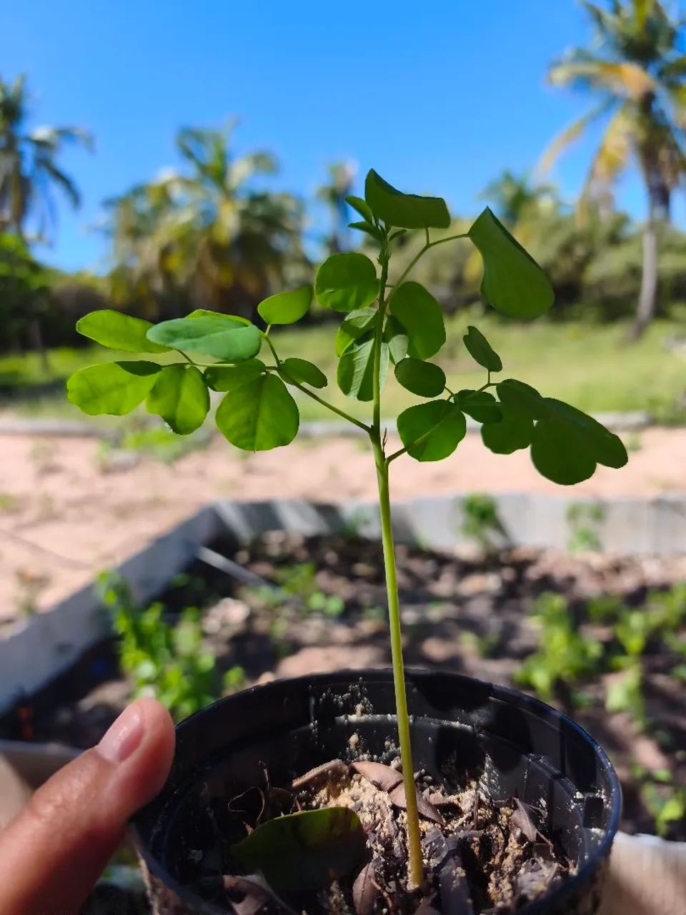 Mudas de Moringa, árvore da vida - Foto 3