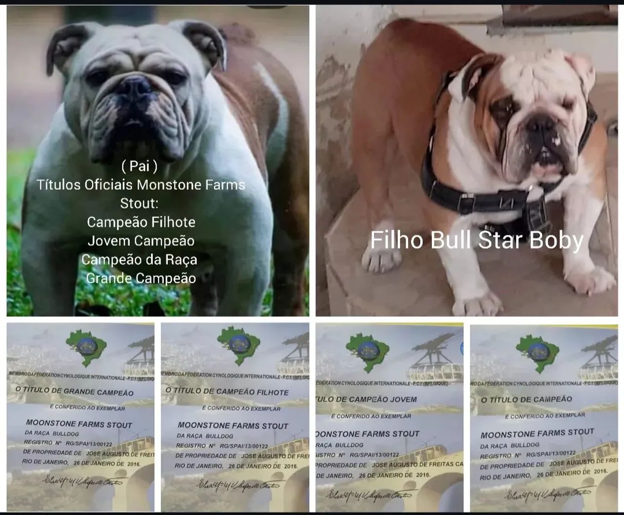 Buldogue inglês  - Foto 4