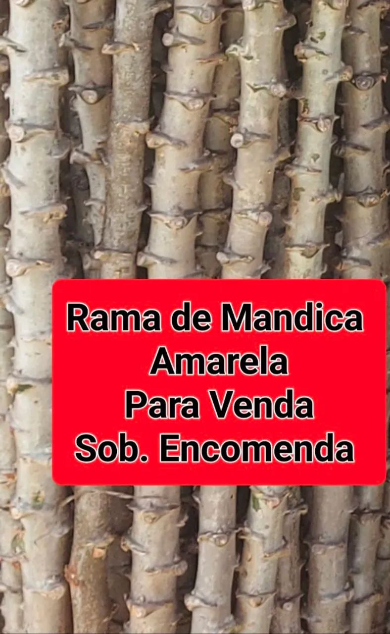 MANDIOCA AMARELA ( RAMA PARA PLANTAR)