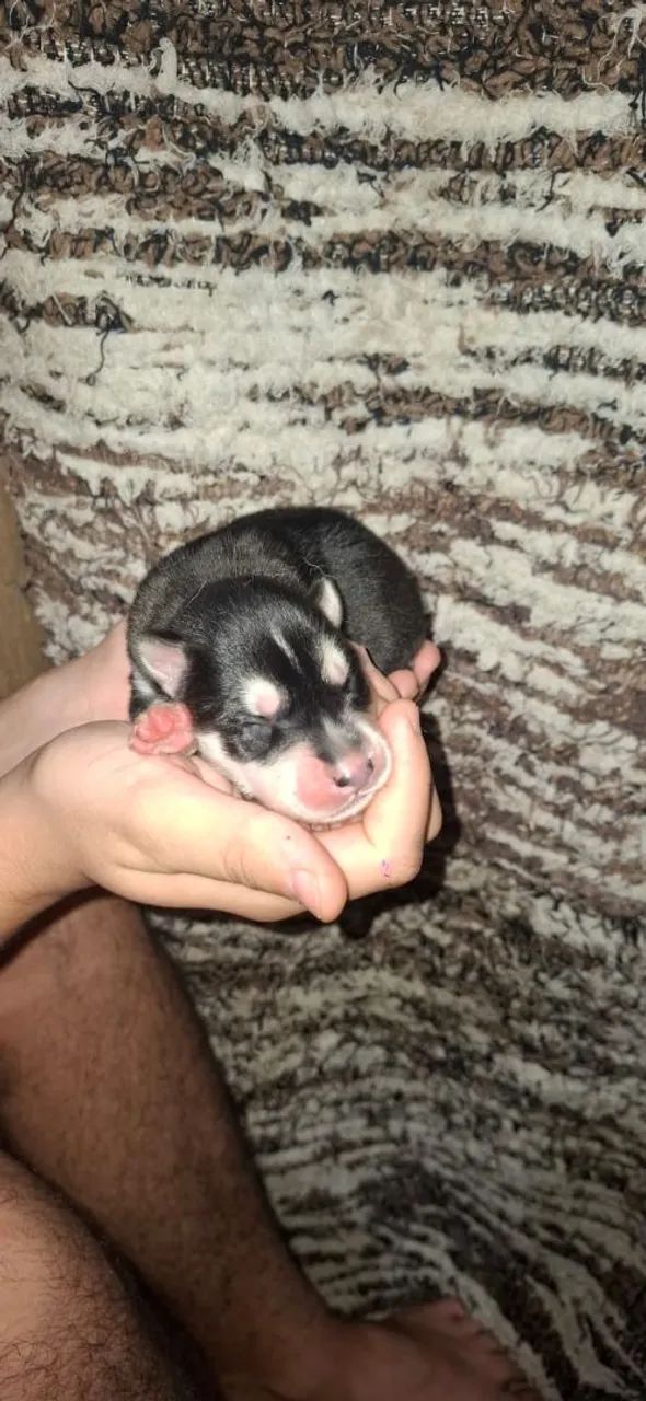 Filhotes de Husky