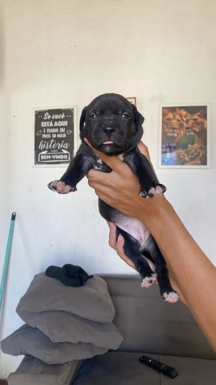 Cachorro - Foto 4
