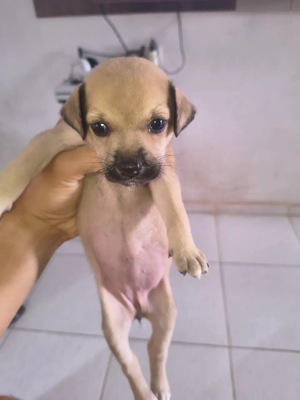 Cachorrinho 