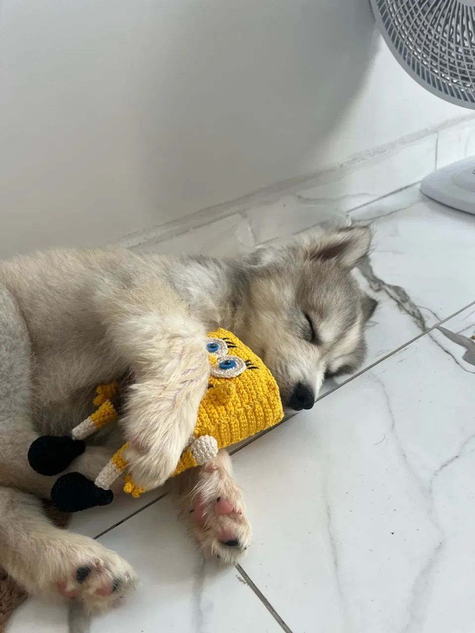 Husky Siberiano 