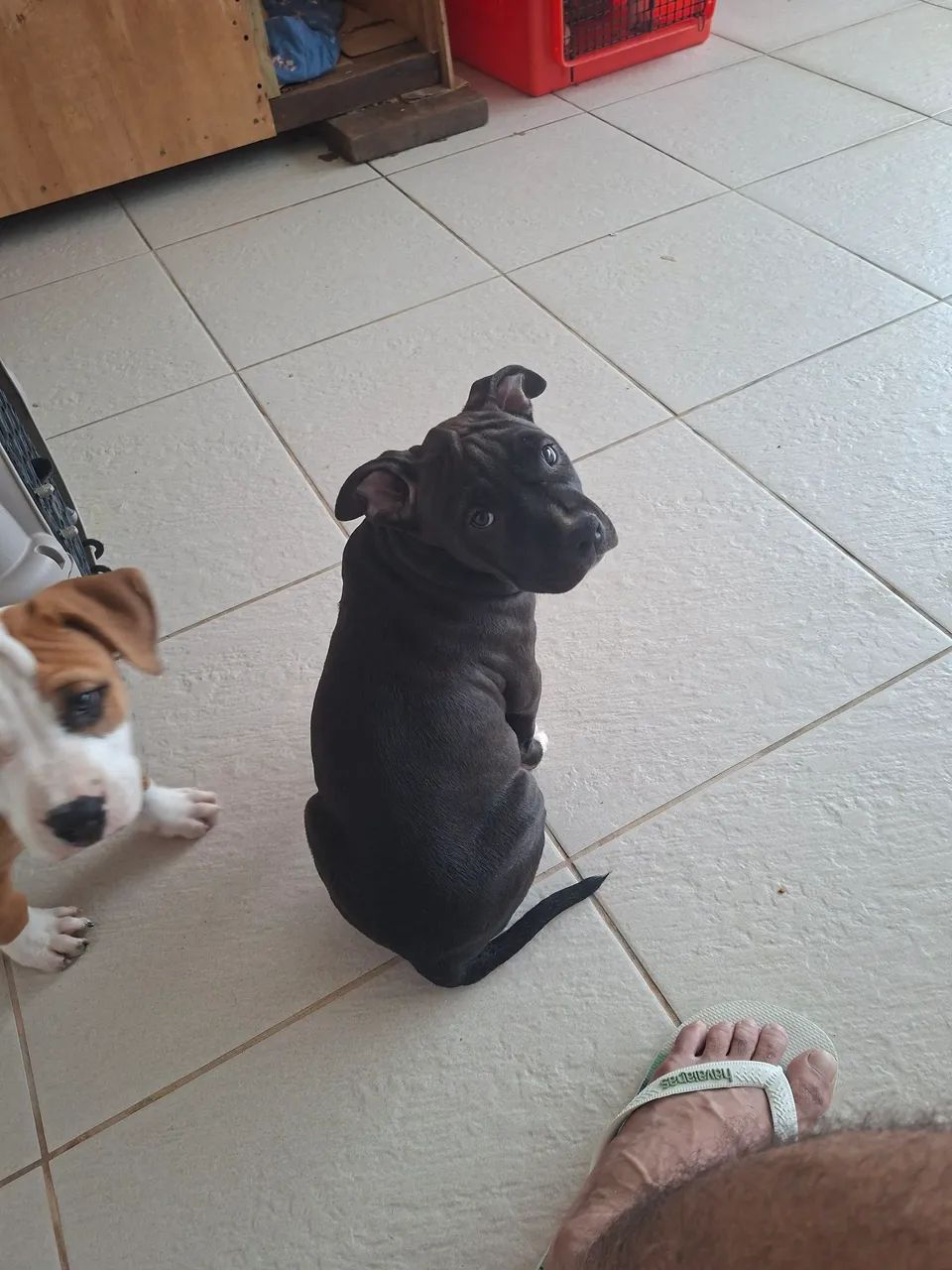 Pitbulls puros  - Foto 4