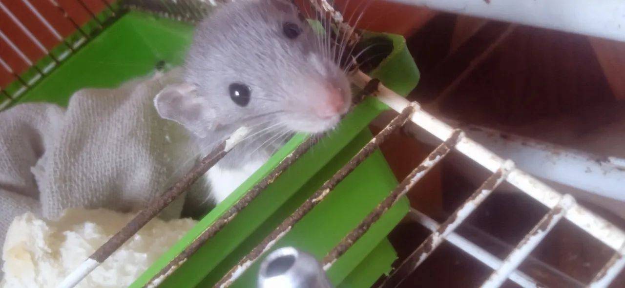 Rato Twister/Dumbo - Foto 2