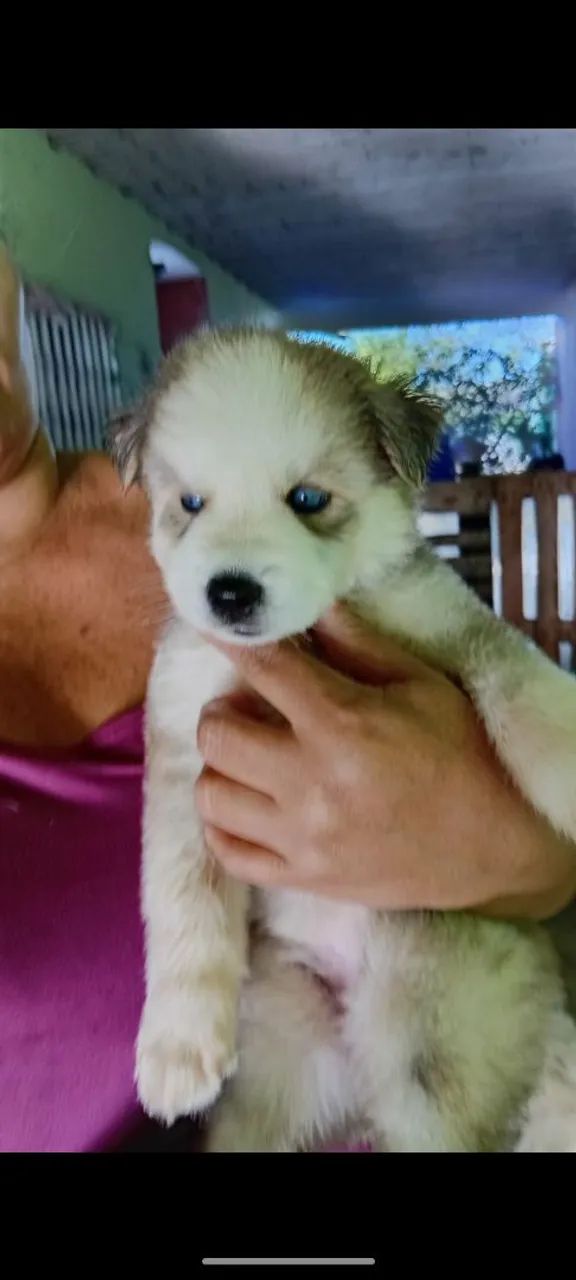 Husky siberiano  - Foto 2