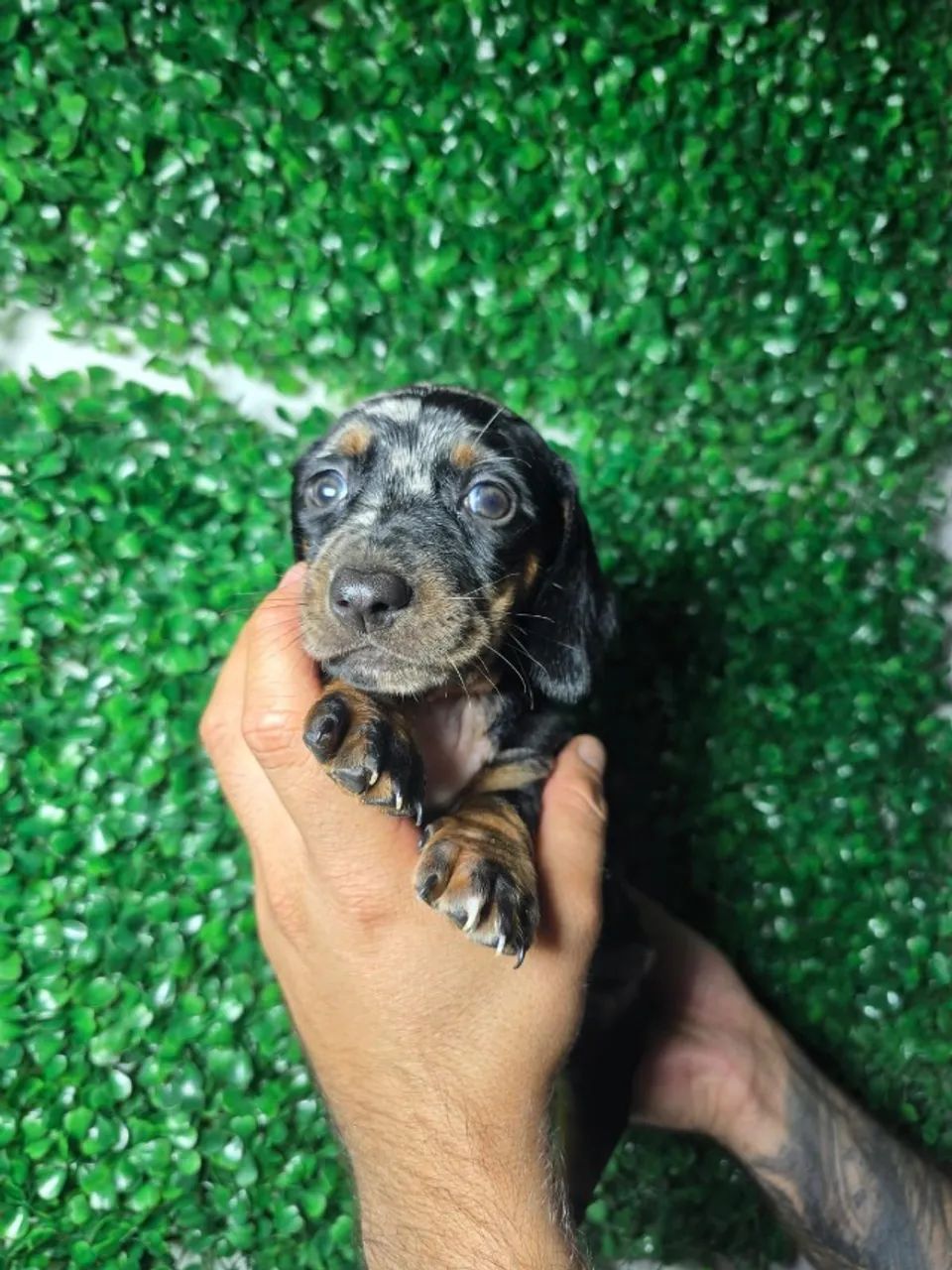 Dachshund perfeitos para seus lares