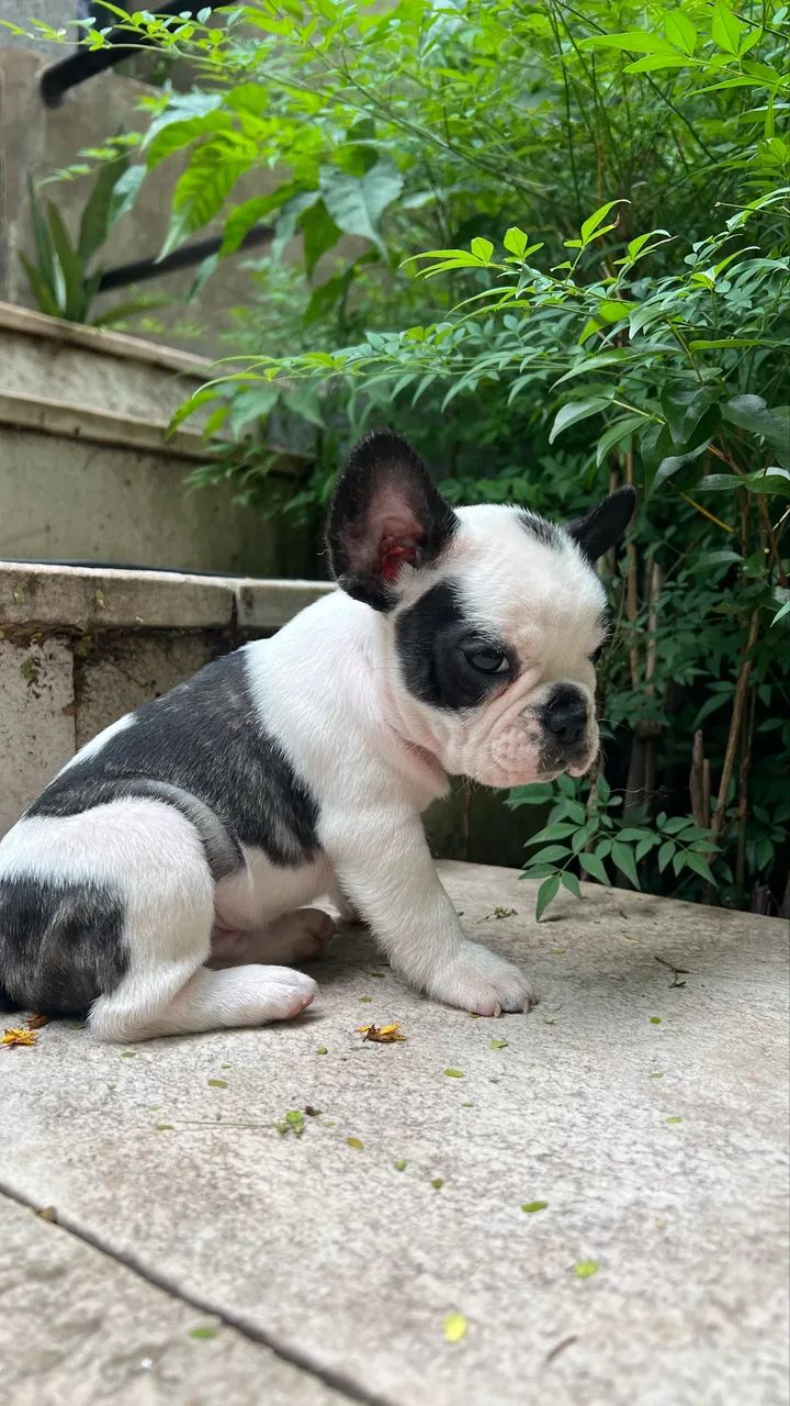 Buldogue francês   - Foto 5