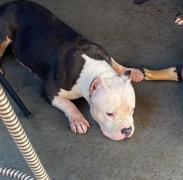 American Bully  - Foto 2