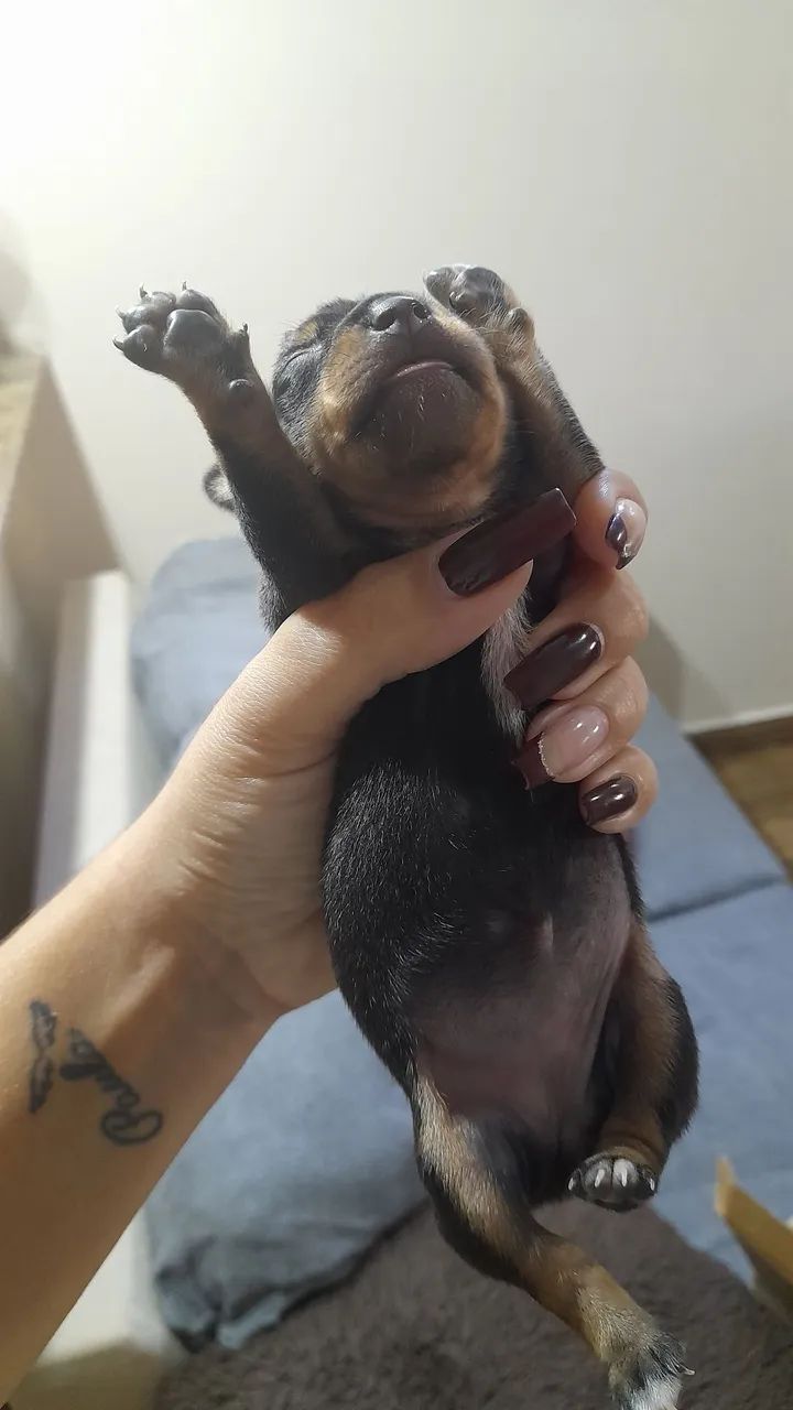 Vendo pinscher  - Foto 4
