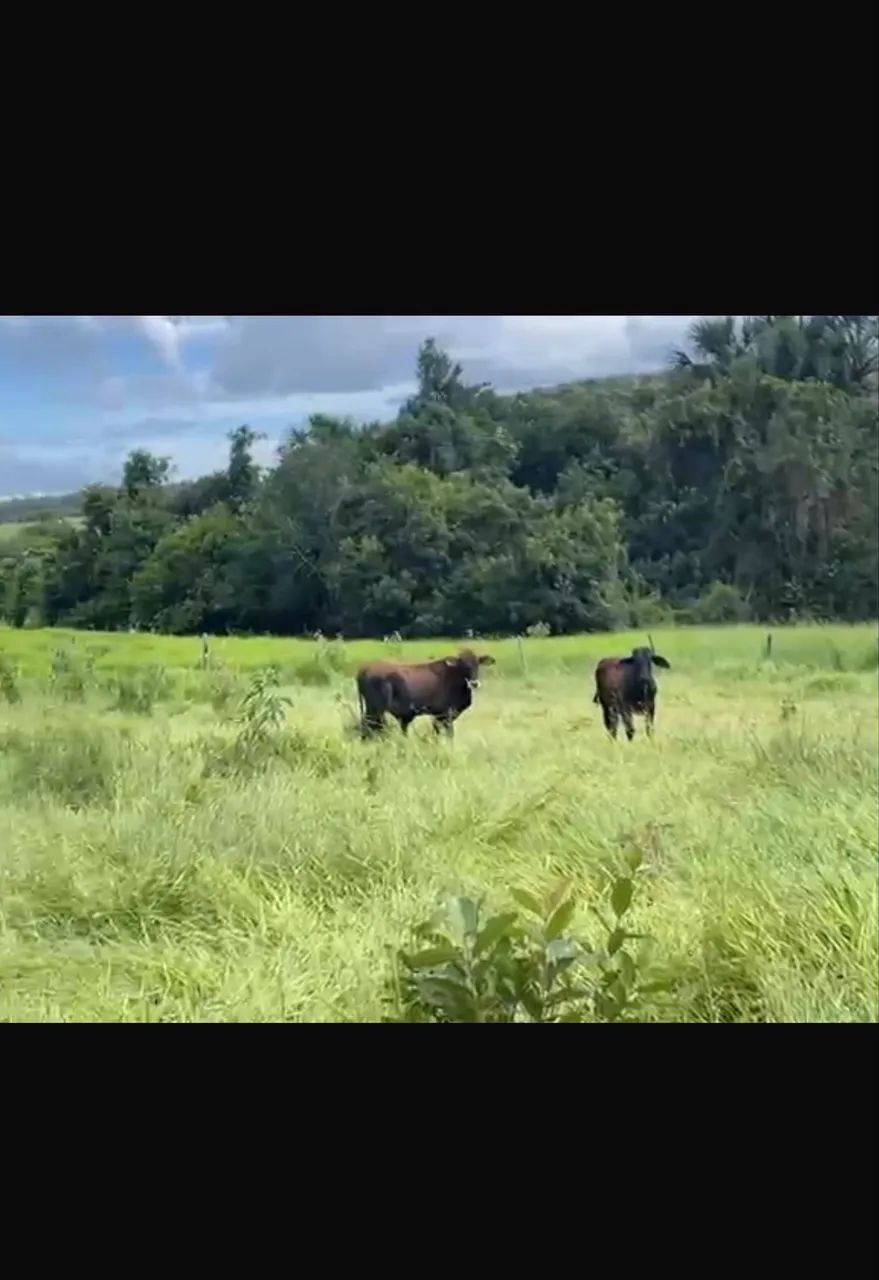 Fazenda dupla aptidão Gomendador gomes 