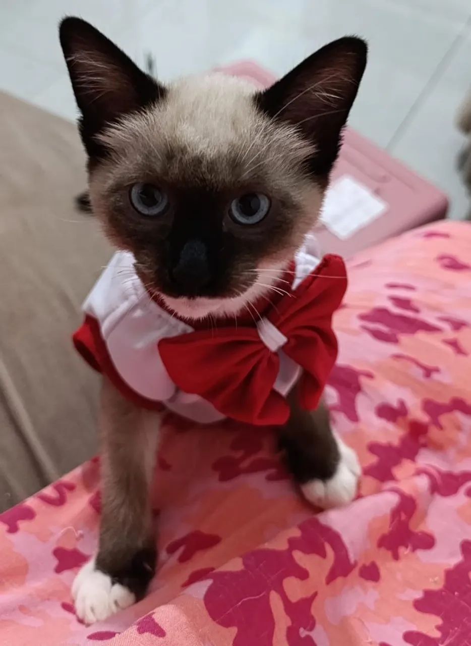 Gatinho siamês 4 meses