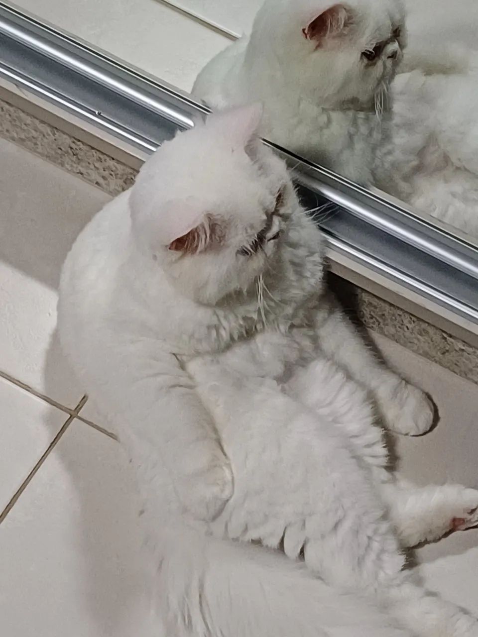 Doação gato persa branco, muito dócil!!  - Foto 4