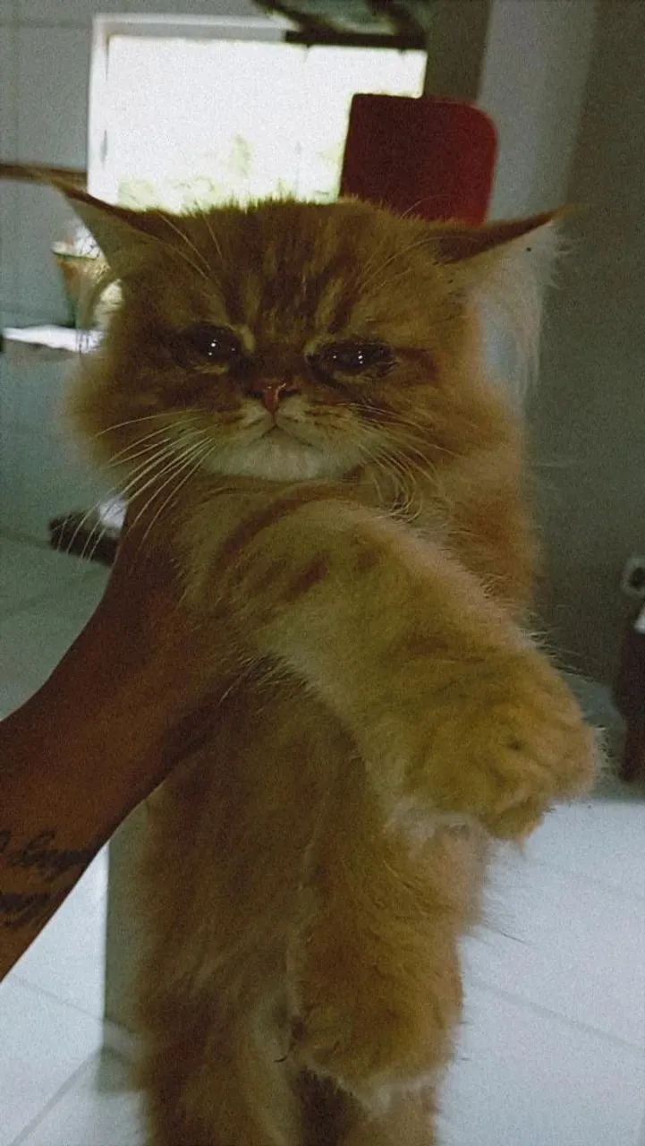 Gato persa - Foto 3