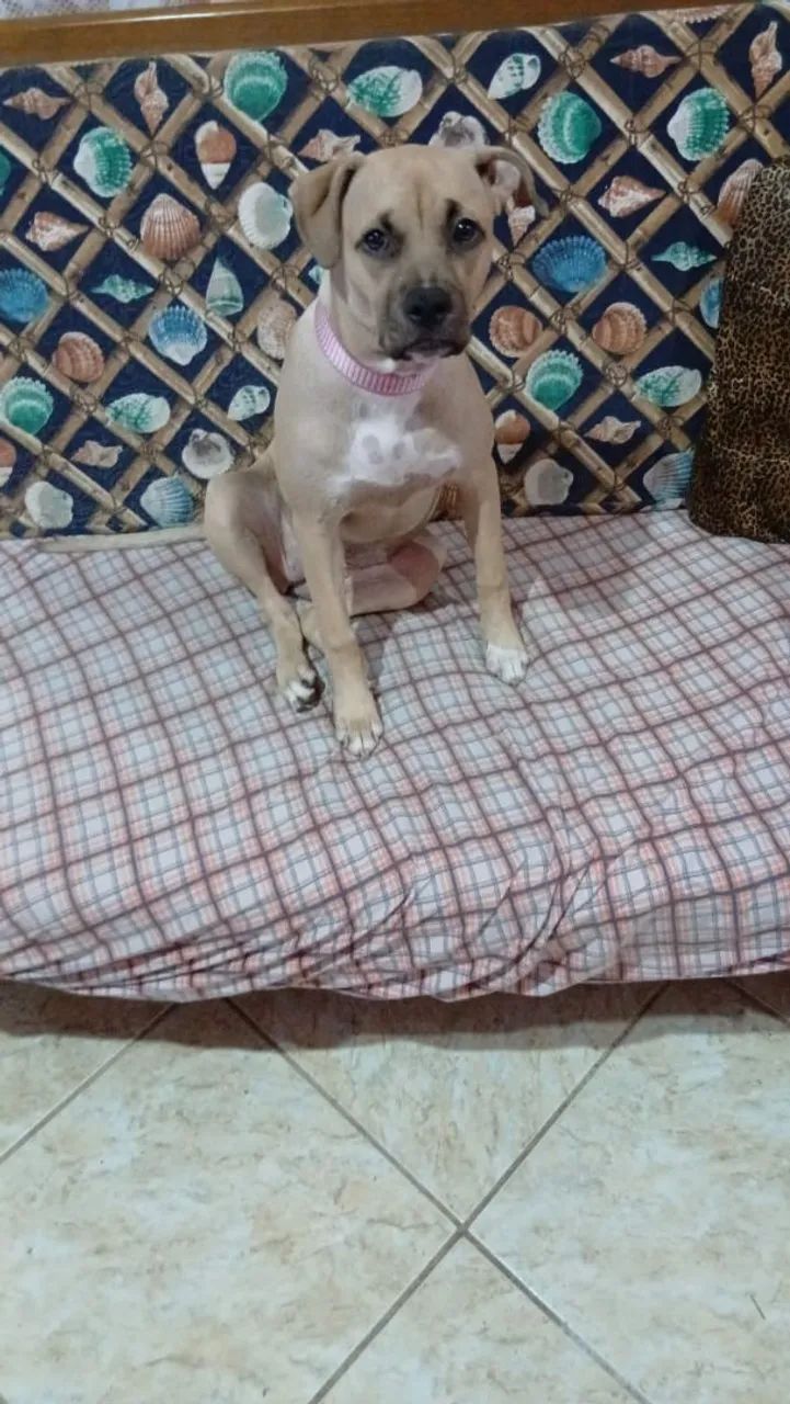 Doação de pet - Foto 5