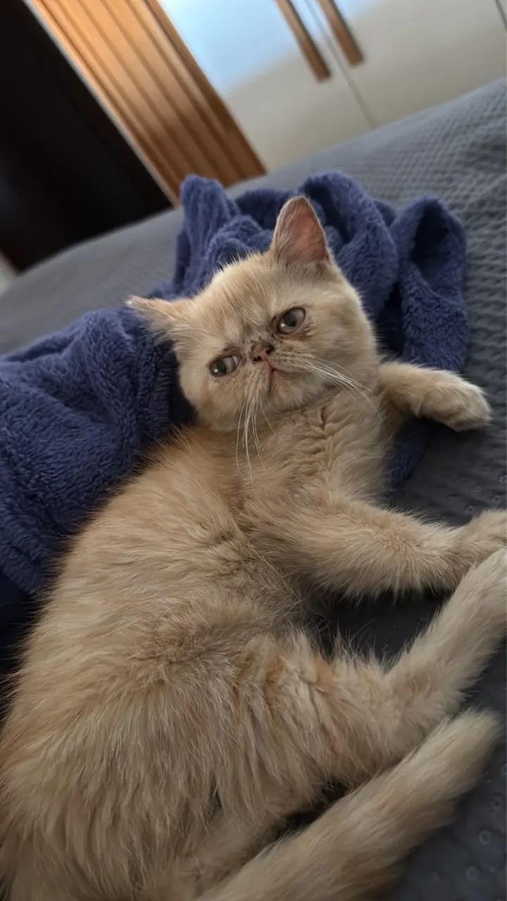 Gato persa 
