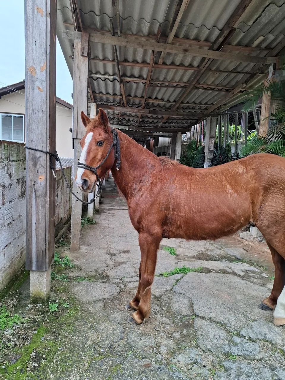 Cavalo  - Foto 2