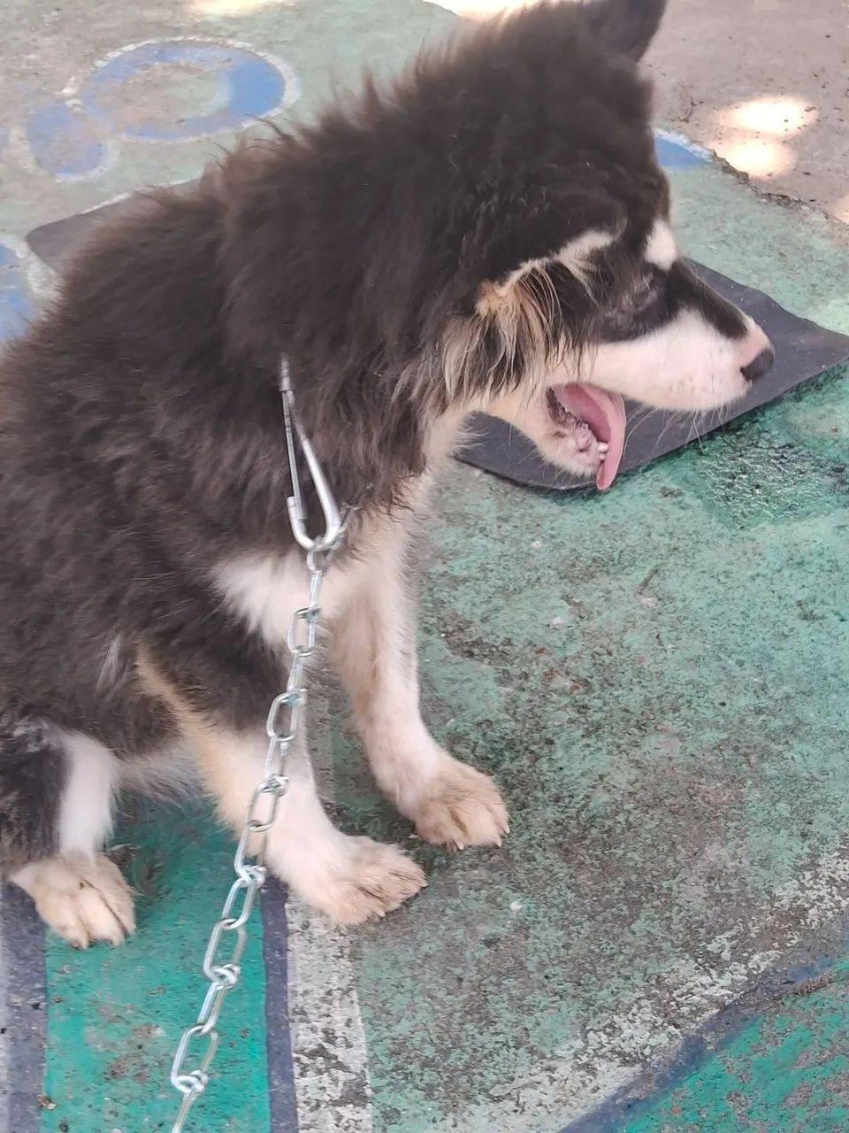 Husky fêmea  - Foto 2