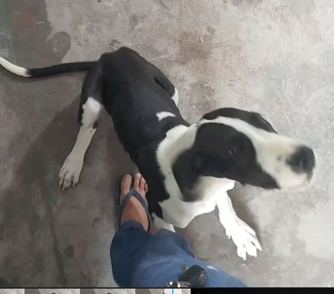 Filhote de Dog alemão  - Foto 4