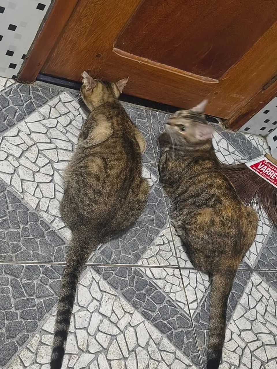GATOS - Foto 2