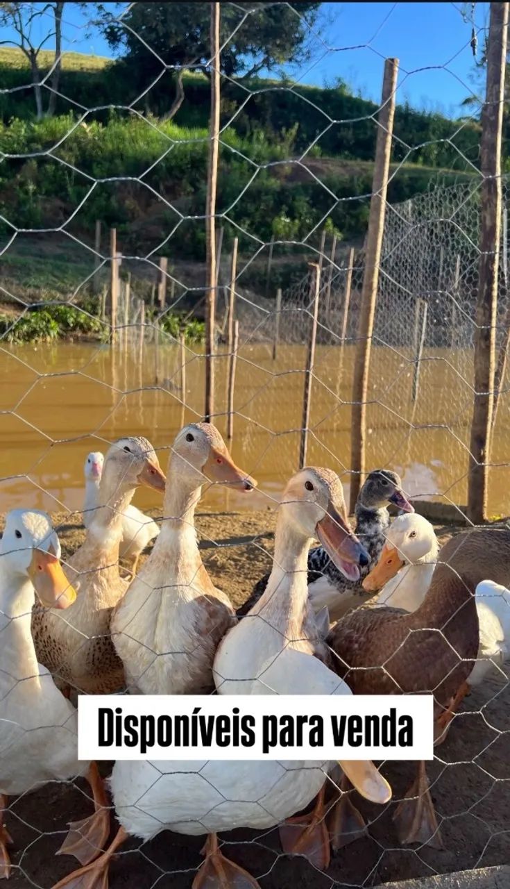 Aves aquáticas 