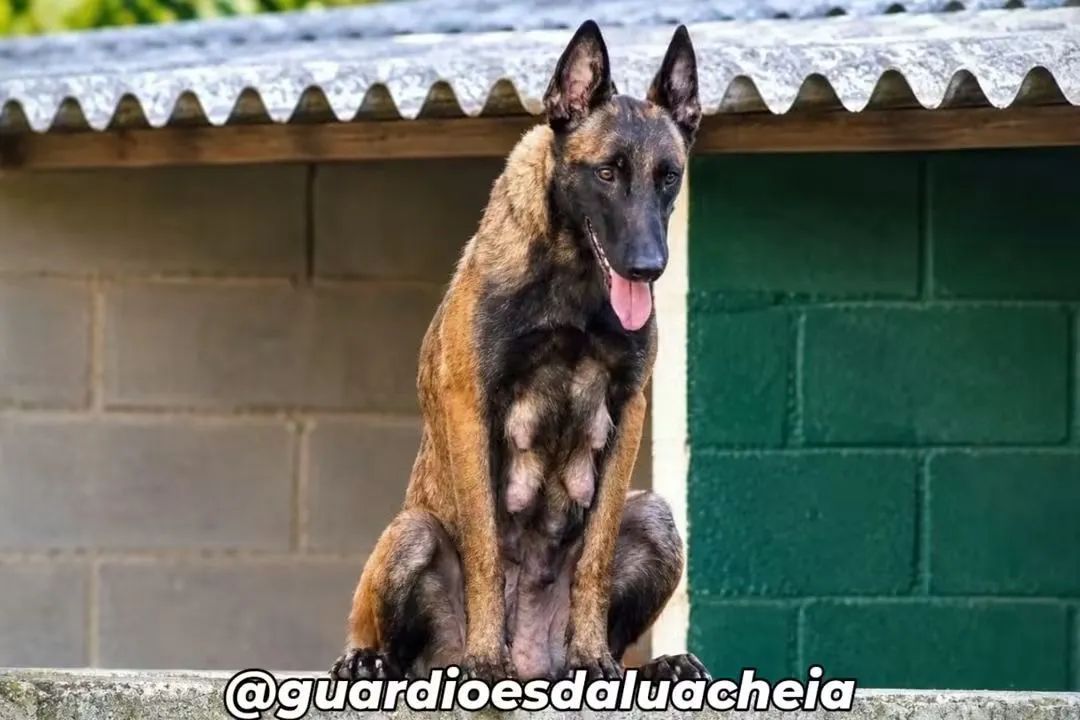 Malinois Filhotes CBKC - Foto 4